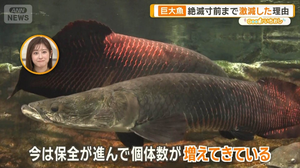 絶滅から守れ！透明な体や巨大な古代魚など…世界の珍しい淡水魚