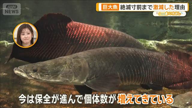 絶滅から守れ！透明な体や巨大な古代魚など…世界の珍しい淡水魚【グッド！いちおし】