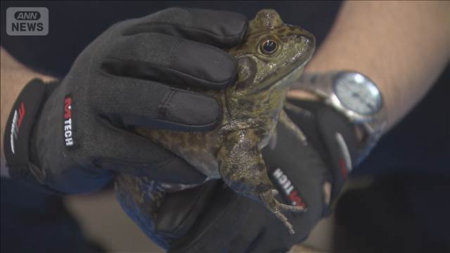 外来種カエルなど無許可飼育か　食品会社役員ら書類送検