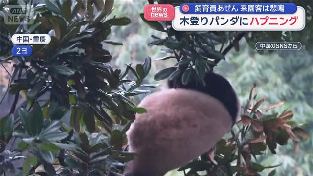 木登りパンダにハプニング　飼育員あぜん　来園客は悲鳴　中国・重慶