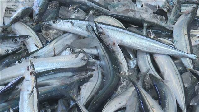 サンマ豊漁　漁獲量1.5倍　すでに前季全体超える