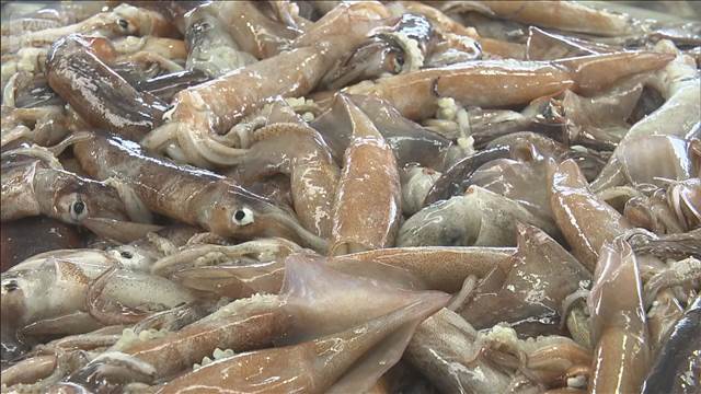 スルメイカ 漁獲量めぐり議論　小型船の“可能量”引き上げは