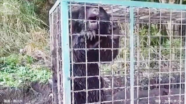 【速報】警察官がライフル銃でクマ駆除へ　全国で相次ぐ被害受け13日から　警察庁