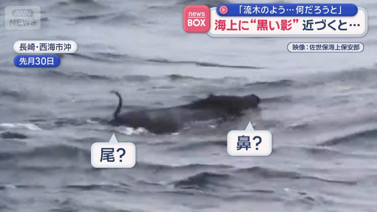「流木のよう…何だろうと」　海上に“黒い影”近づくと…