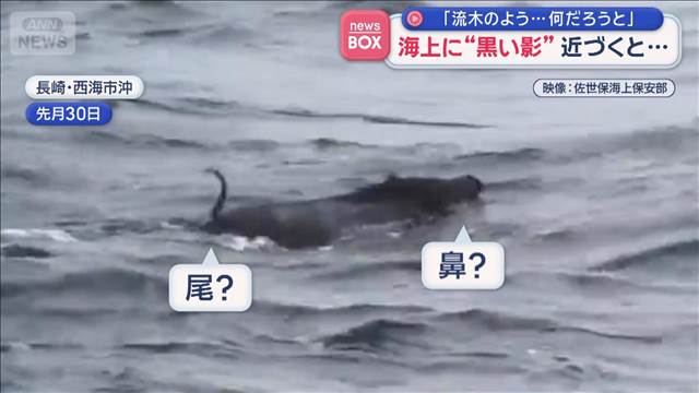 「流木のよう…何だろうと」　海上に“黒い影”近づくと…