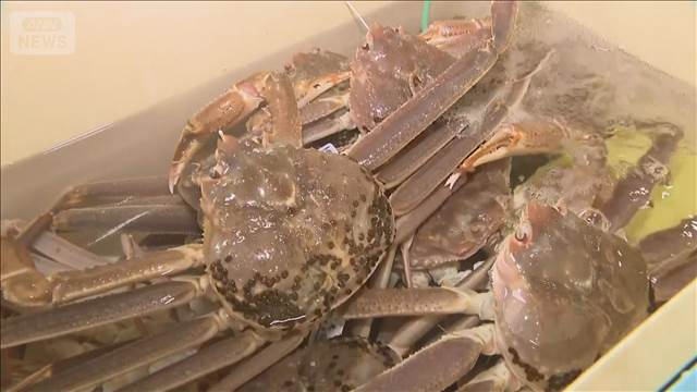 ズワイガニ漁解禁　初競り180万円も