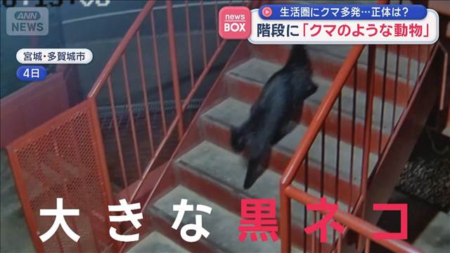 階段に「クマのような動物」　生活圏にクマ多発…正体は？