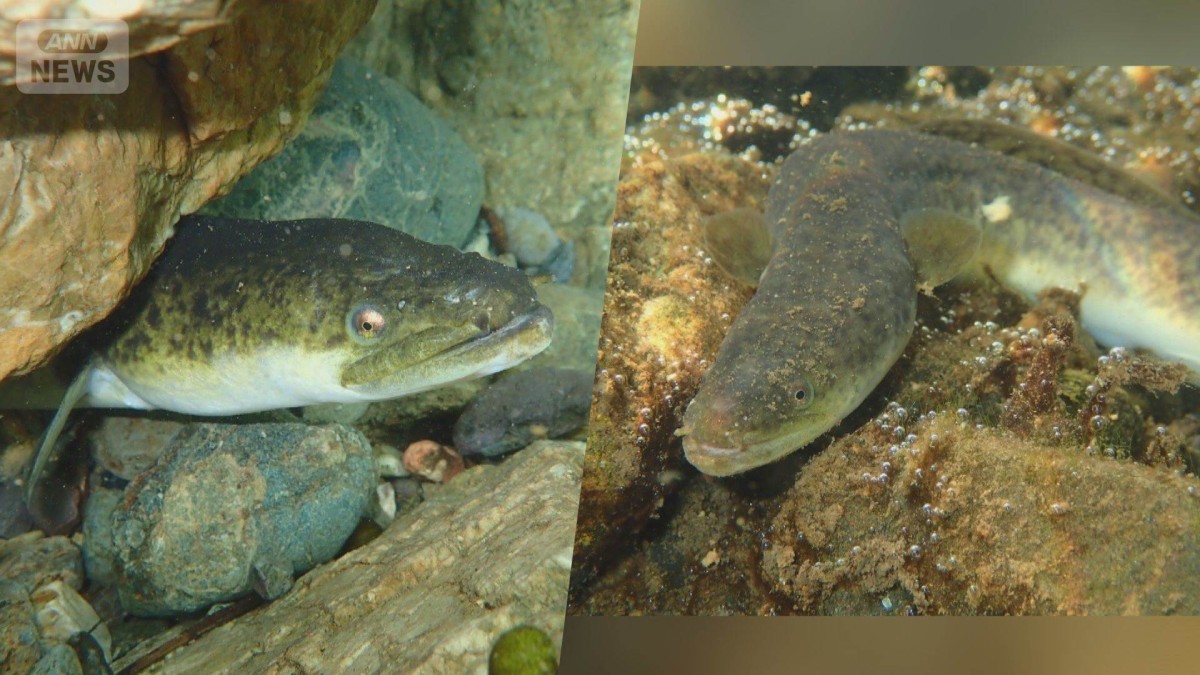 オオウナギが陸上でも狩り　東京大学など研究チーム明らかに　コオロギ捕食