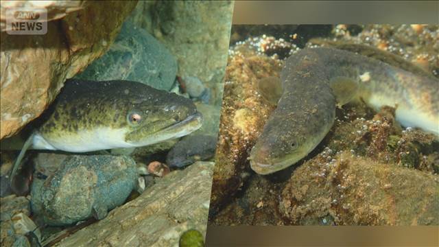 オオウナギが陸上でも狩り　東京大学など研究チーム明らかに　コオロギ捕食