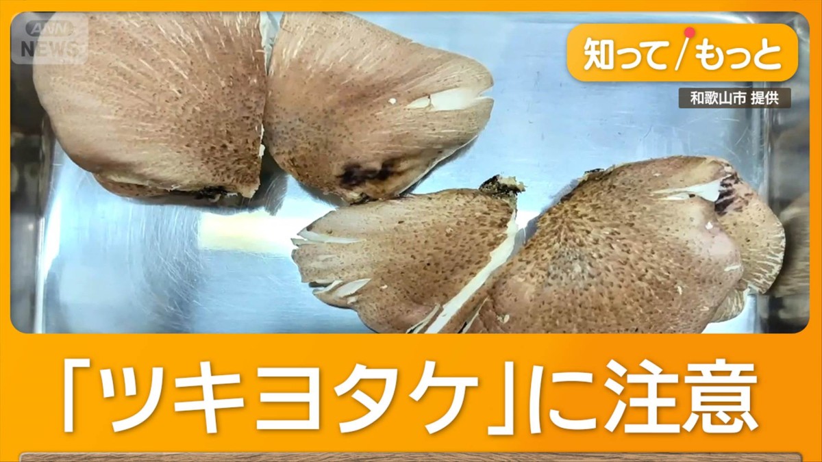 シイタケに似た毒キノコ「ツキヨタケ」での食中毒相次ぐ　10年間で305人