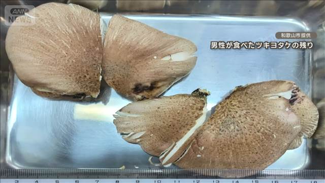 シイタケに似た毒キノコ「ツキヨタケ」での食中毒相次ぐ　10年間で305人