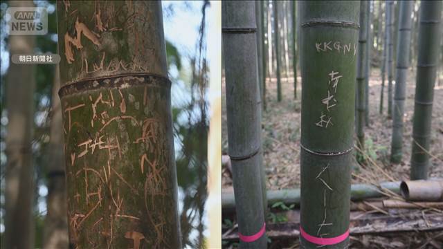 京都・嵐山の「竹林の小径」　落書き対策で竹林の一部を伐採　手が届かない位置に後退