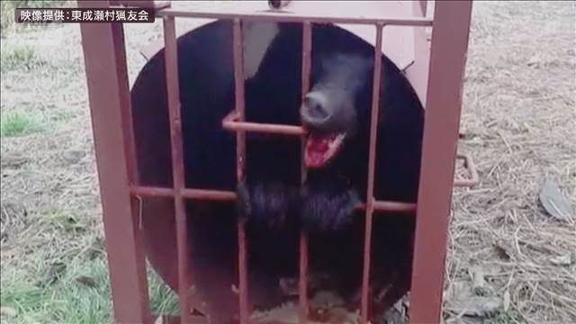 【独自】クマと猟友会の“2日間”攻防を激撮 住宅近く「撃てない」ハンターの苦悩