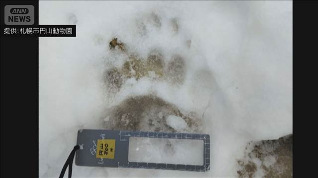 円山動物園でヒグマとみられる足跡 臨時休園に　札幌市