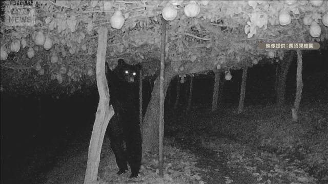 山形・上山市でクマにラ・フランス2トン食べられる　東北でブドウや柿も被害