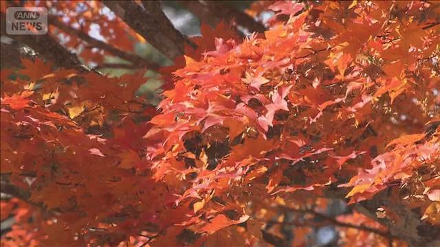 色づき深まる山中湖の紅葉が見ごろに　「夕焼けの渚・紅葉まつり」開催中