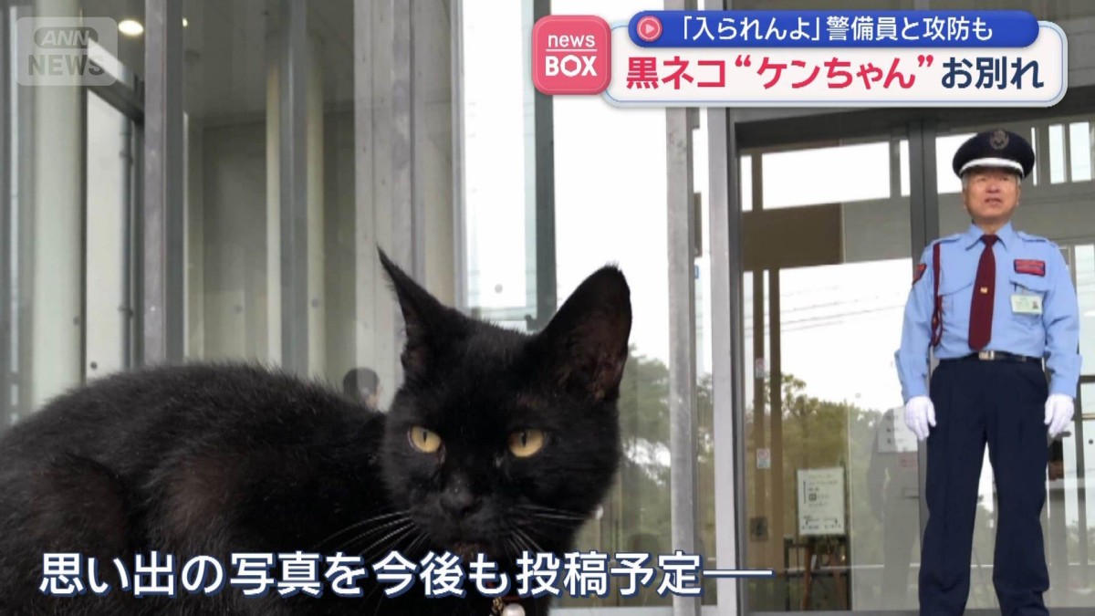 黒猫ちゃん　おめでとう おもちゃは目で追うだけでも楽しいよね。#黒猫つくねちゃん