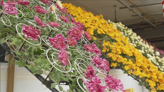 「文京菊まつり」湯島天満宮で開催「素晴らしい、見ごたえが…」