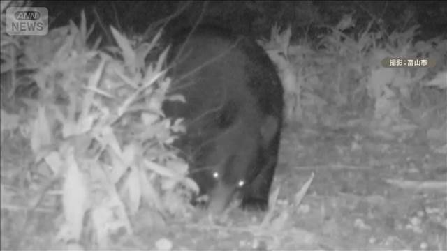 警察官あすからライフル銃でクマ駆除が可能に　山形で男性負傷し秋田では犬小屋を襲う