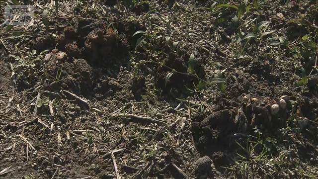 警戒中の猟友会80代男性　クマに襲われるも駆除　新潟・新発田市