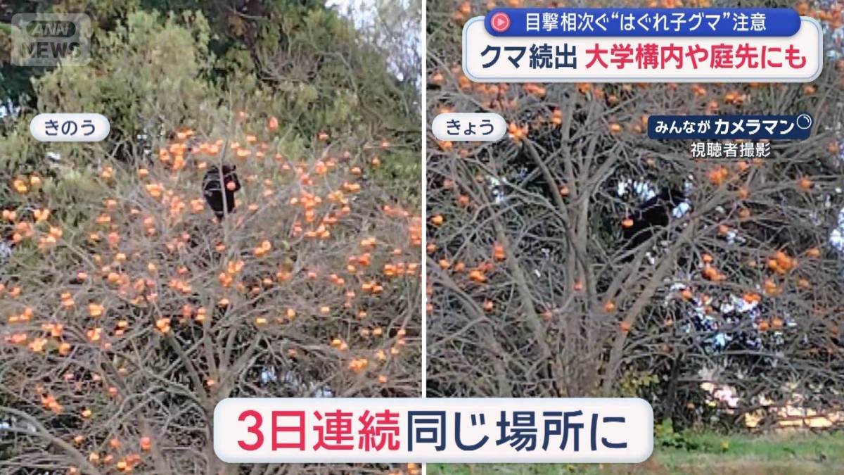 目撃相次ぐ“はぐれ子グマ”注意 大学構内や庭先にも 空き家で冬眠する恐れも?