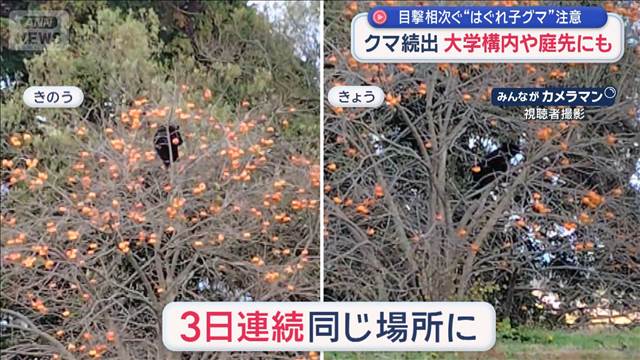 目撃相次ぐ“はぐれ子グマ”注意　大学構内や庭先にも　空き家で冬眠する恐れも？
