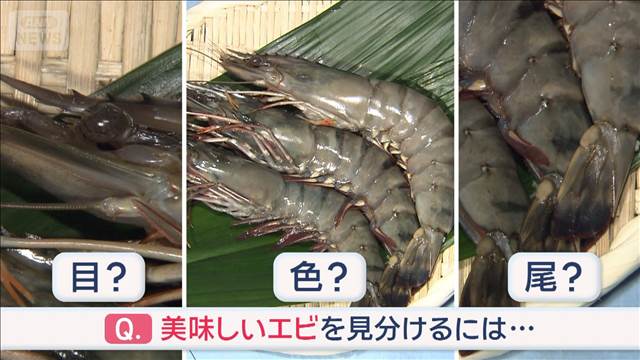 美味しい“エビ”選ぶ方法　見るべきは…目？色？尻尾？