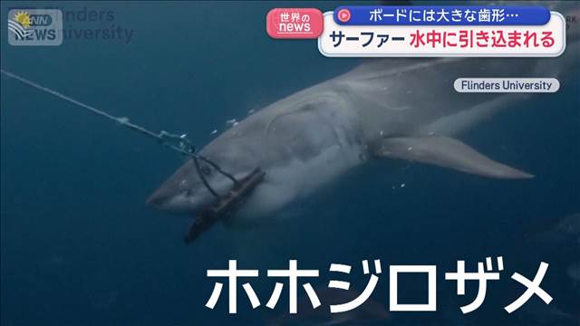 サーファー　水中に引き込まれる　ボードには大きな歯形…　オーストラリア