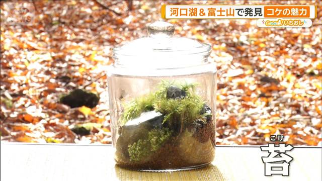 河口湖、富士山で発見　コケの魅力　クジャクそっくりの珍種も【グッド！いちおし】