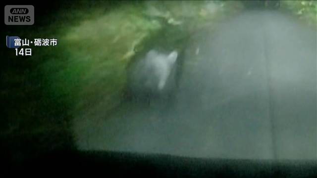クマが走行中の車に衝突　ドラレコに衝突の瞬間「黒い物体がいきなり来た」　富山