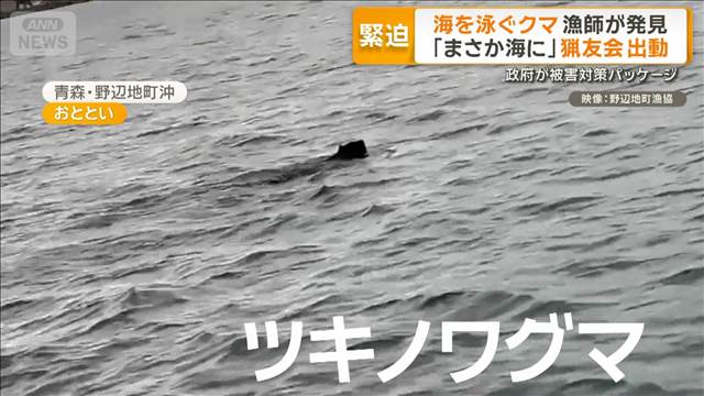 海を泳ぐクマ…漁師が発見　クマとの衝突で車も破損　政府はクマ対策パッケージ発表