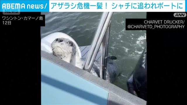 アザラシ危機一髪！　シャチの群れに狙われボートに避難
