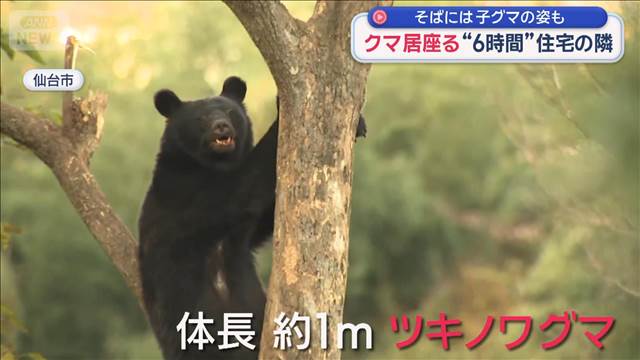 住宅敷地にクマ 罠に引っ掛かり身動き取れず　6時間にらみ合いの後、駆除