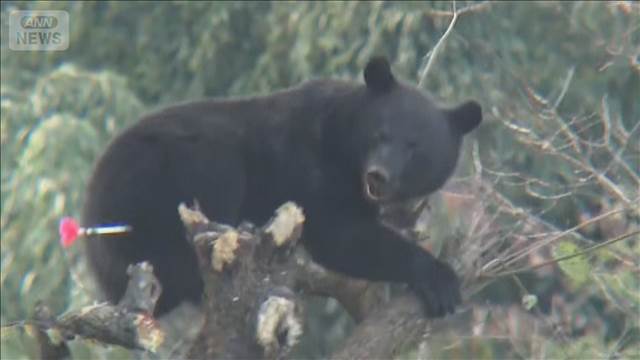 仙台市の住宅でクマ2頭を駆除　群馬の山林ではハンターが重傷