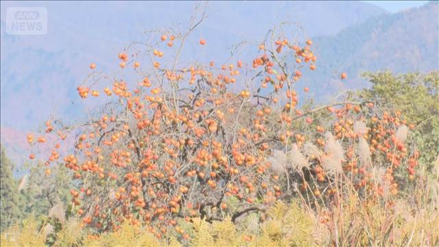 喜多方市でクマを「緊急銃猟」駆除　福島県で初　磐梯町でも男性襲われ頭などけが