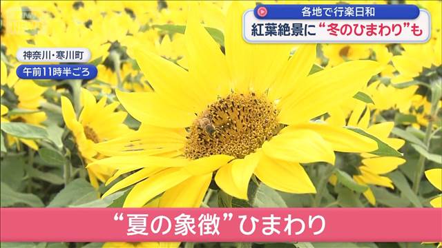 各地で行楽日和　紅葉絶景に“冬のひまわり”週明け“強烈寒波”襲来　初雪ラッシュに