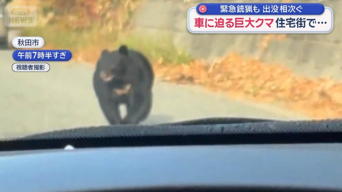 緊急銃猟も 出没相次ぐ 車に迫る巨大クマ 住宅街で…