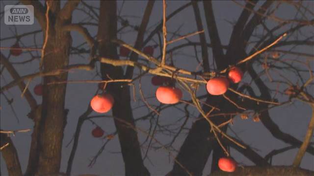 秋田や新潟でクマ出没　クマに襲われたか女性死亡