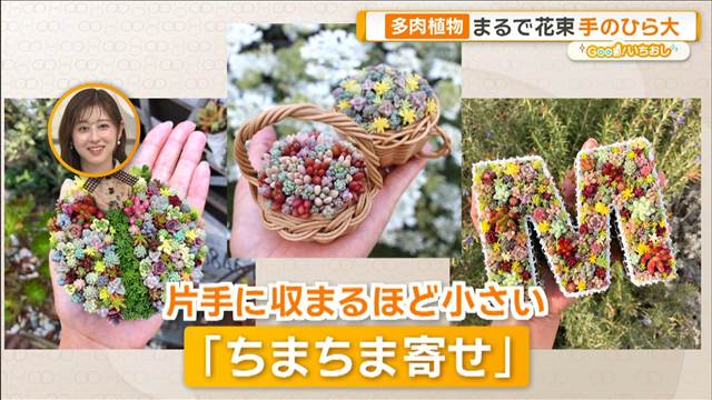 「むちぷり」多肉植物にハマる「タニラ―」　「ちまちま寄せ」も【グッド！いちおし】