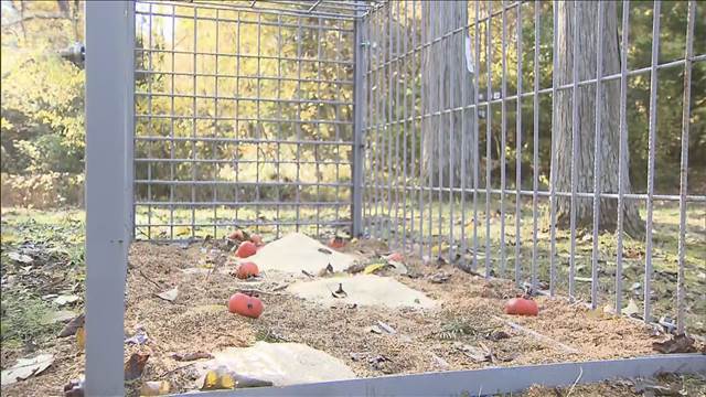 各地でクマ出没相次ぎ警戒　山形で緊急銃猟 近くには中学校