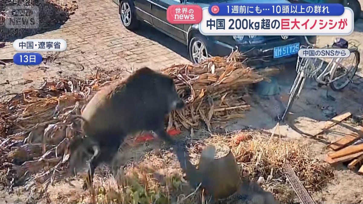 200kg超の巨大イノシシが 1週前にも…10頭以上の群れ 中国