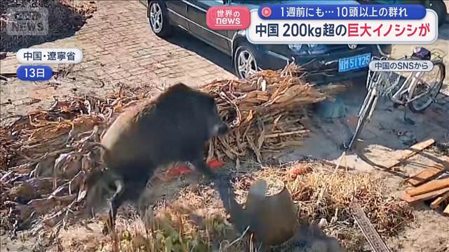 200kg超の巨大イノシシが　1週前にも…10頭以上の群れ　中国