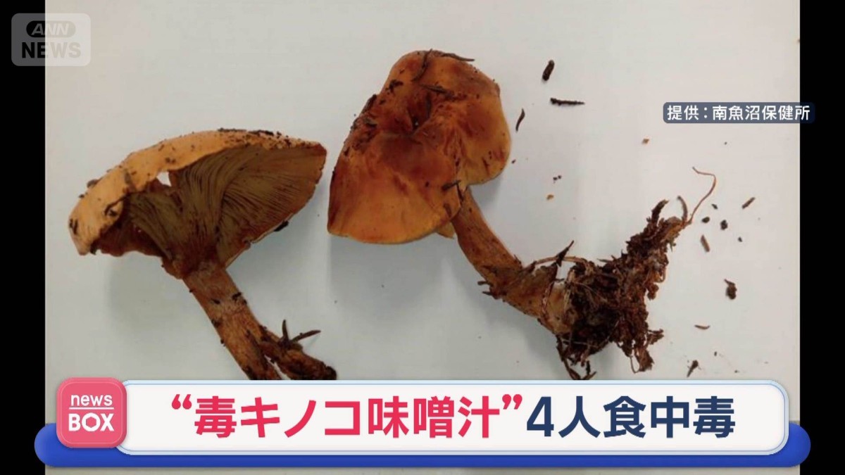 毒キノコ味噌汁”4人食中毒 “間違えて”家族の食卓に