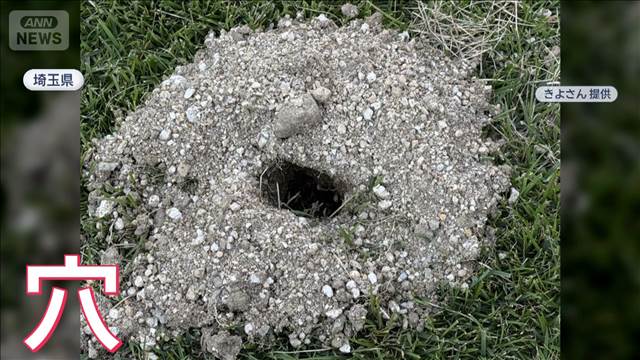 ネコが関係？「すごいものが」庭に出現“謎の痕跡”正体は