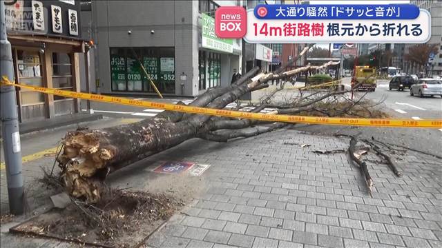 14m街路樹 根元から折れる　大通り騒然「ドサッと音が」　