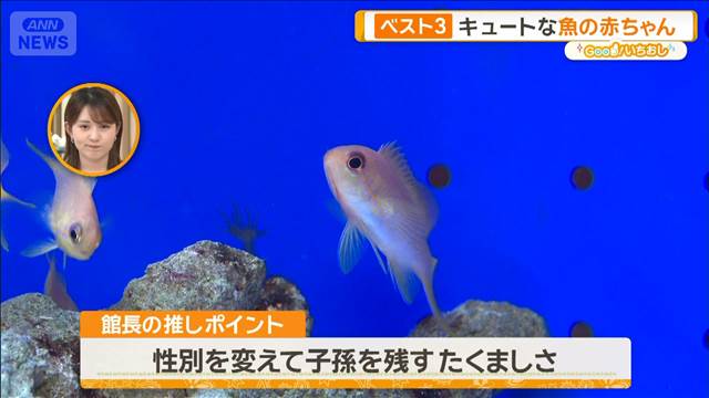 魚の赤ちゃんしかいない「幼魚水族館」　親子で姿が変化する魚も【グッド！いちおし】