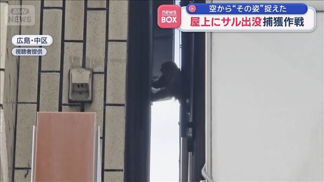 屋上にサル出没 捕獲作戦　空から“その姿”捉えた