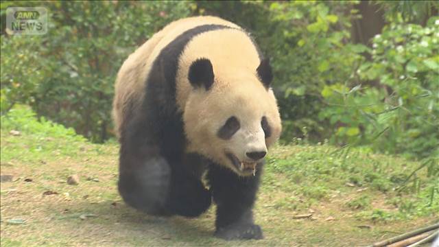 日中関係の悪化で　中国紙「パンダ貸与しない可能性」