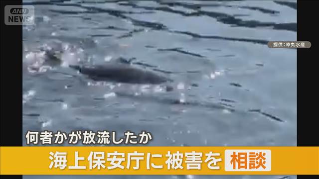 釣り堀のいけすに巨大肉食魚アカメ　何者かが勝手に放流か　海上保安庁に被害相談