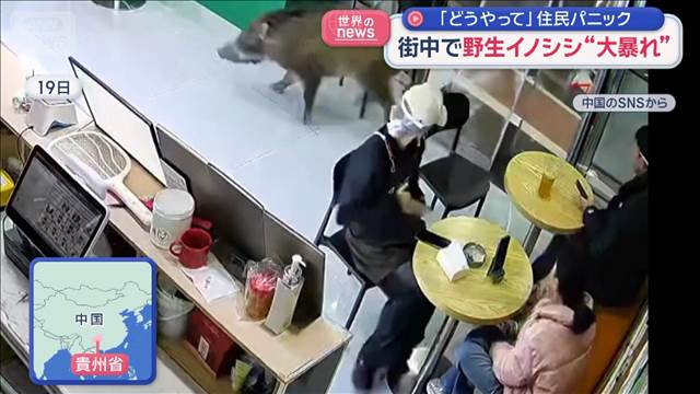 街中で野生イノシシ“大暴れ”　「どうやって」住民パニック　中国